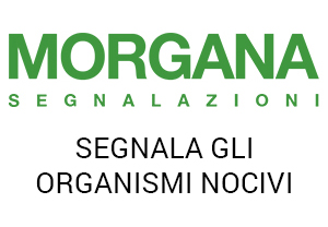 Morgana Segnalazioni