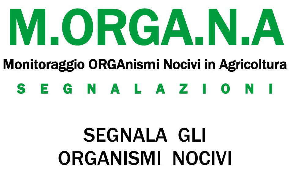 Morgana Segnalazioni